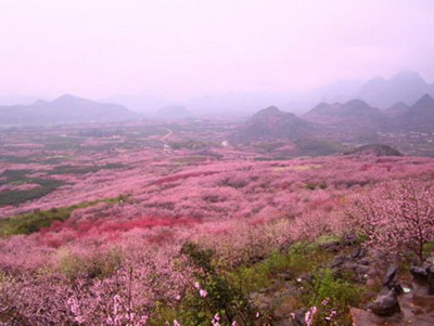Gongcheng Peach Blossom Festival