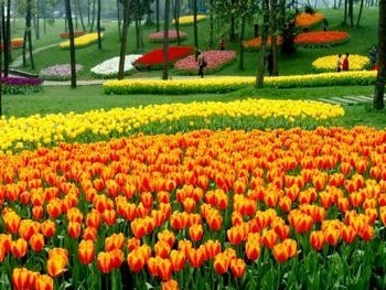 Tulips in Shixianghu Scenic Spot in Chengdu