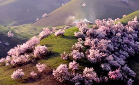 Pink Apricot Blossoms in Yili of Xinjiang